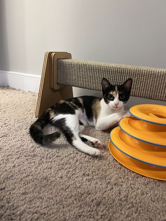 adoptable Cat in Henrico, VA named Ravioli