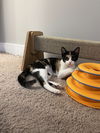 adoptable Cat in  named Ravioli