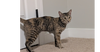adoptable Cat in , VA named Penne