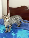adoptable Cat in henrico, VA named Marley