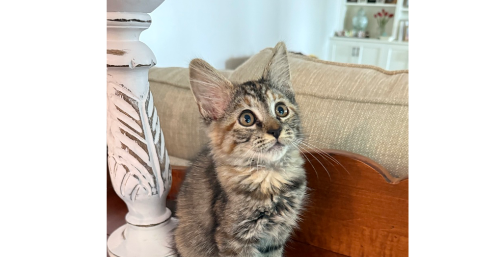 adoptable Cat in Henrico, VA named Mabel
