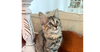 adoptable Cat in henrico, VA named Mabel