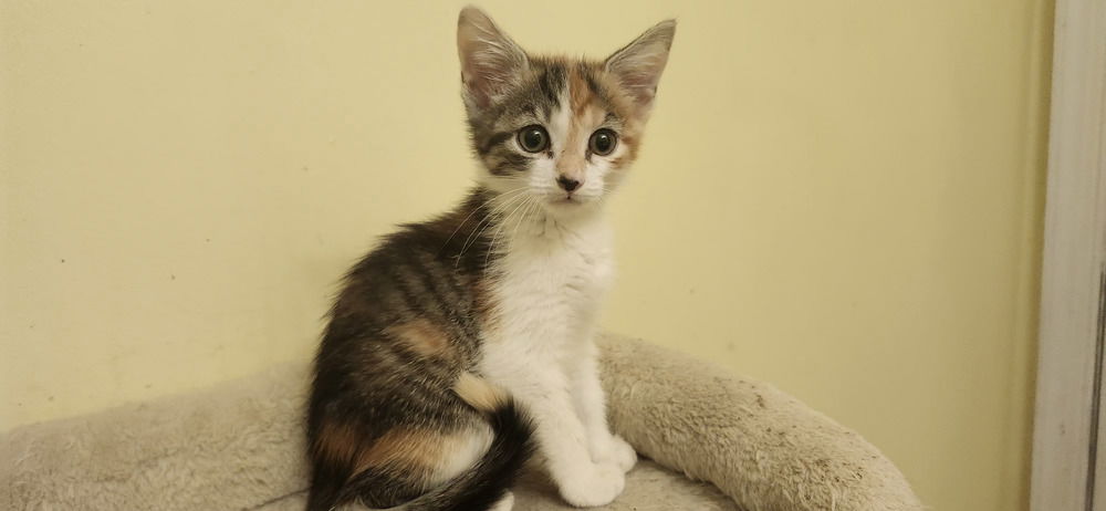 adoptable Cat in Henrico, VA named Pop