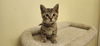 adoptable Cat in henrico, VA named Cinnamon