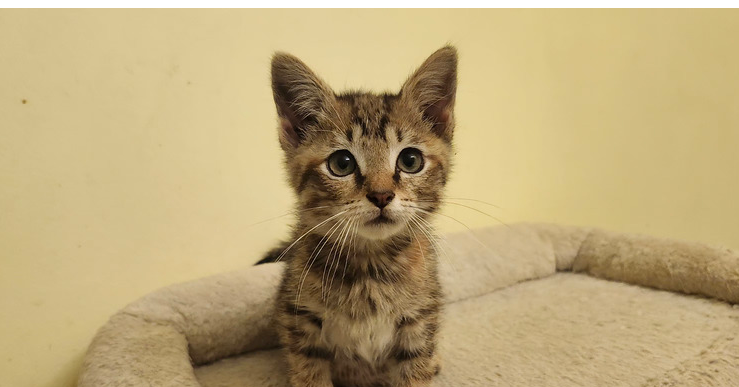 adoptable Cat in Henrico, VA named Cinnamon
