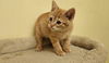 adoptable Cat in ,  named Paprika