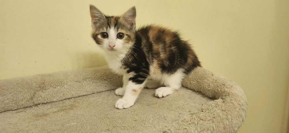 adoptable Cat in Henrico, VA named Sizzle