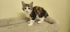 adoptable Cat in ,  named Sizzle