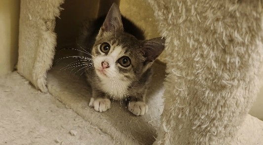 adoptable Cat in Henrico, VA named Chia