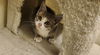 adoptable Cat in ,  named Chia