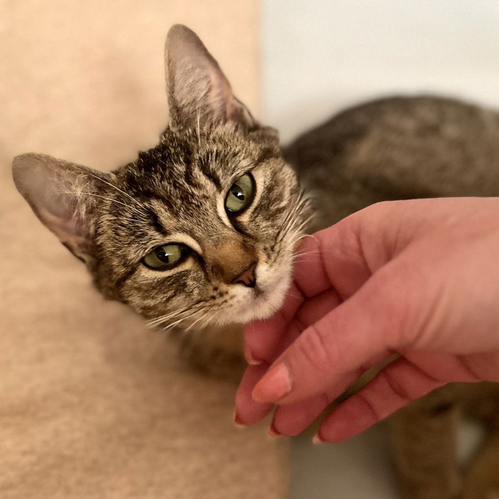 adoptable Cat in Henrico, VA named Henrietta