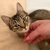 adoptable Cat in  named Henrietta