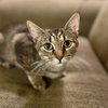 Henrietta - Photo 1