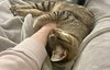 Henrietta - Photo 2