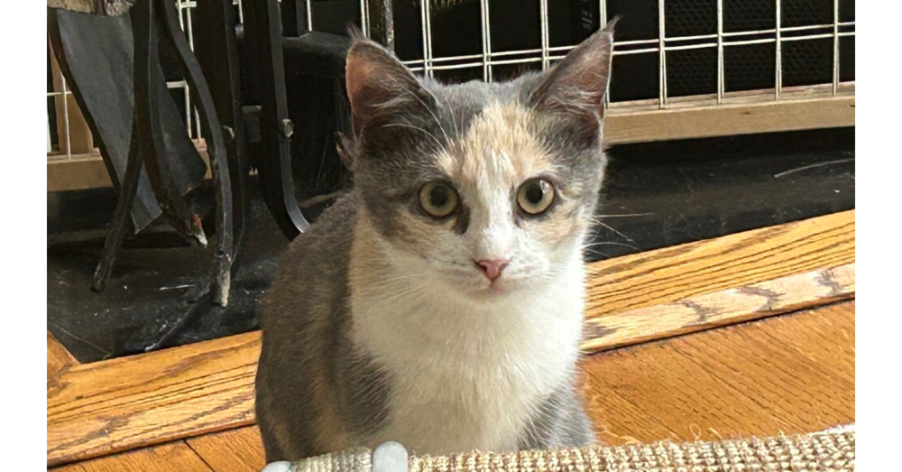adoptable Cat in Henrico, VA named Marie