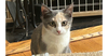 adoptable Cat in  named Marie
