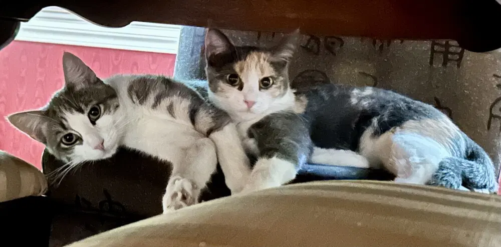 Marie - Domestic Short Hair
