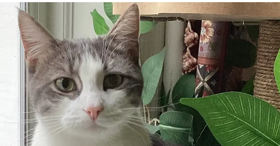 Donny - Domestic Short Hair