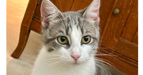DONNY - Domestic Short Hair available for adoption