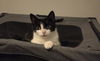 adoptable Cat in , VA named Gabby