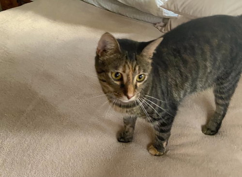 SIMBA - Domestic Short Hair available for adoption