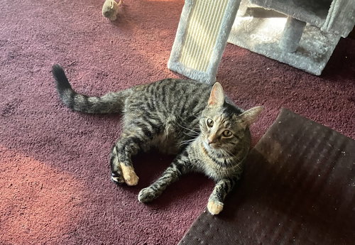 SIMBA - Domestic Short Hair available for adoption
