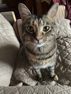 Simba - Photo 4