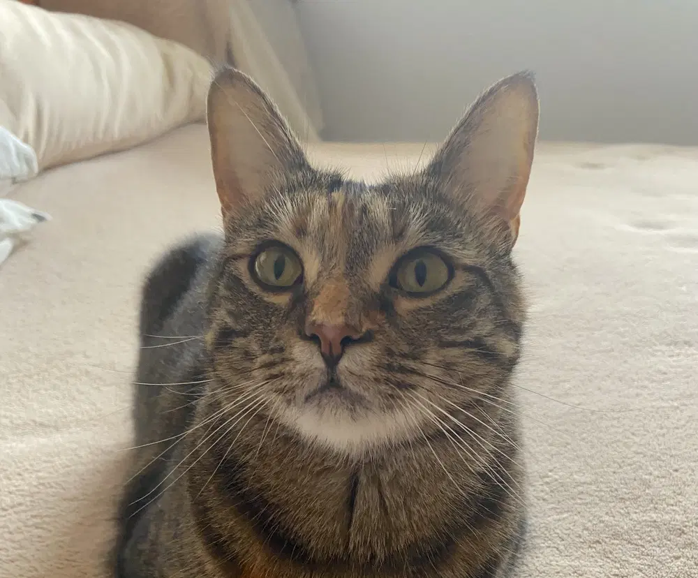 Simba - Domestic Short Hair