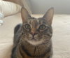 Simba - Photo 1