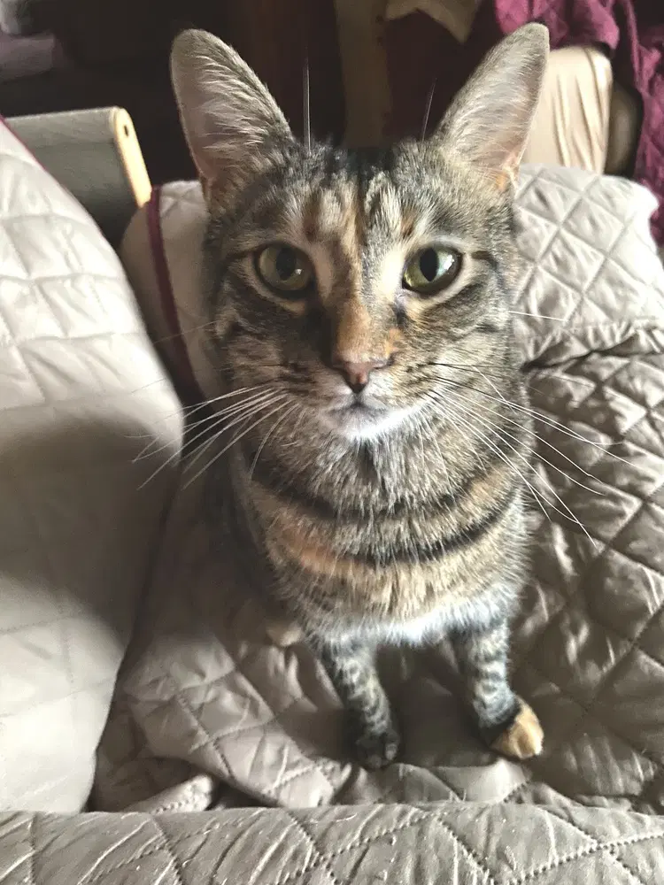 Simba image 2