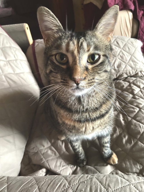 SIMBA - Domestic Short Hair available for adoption