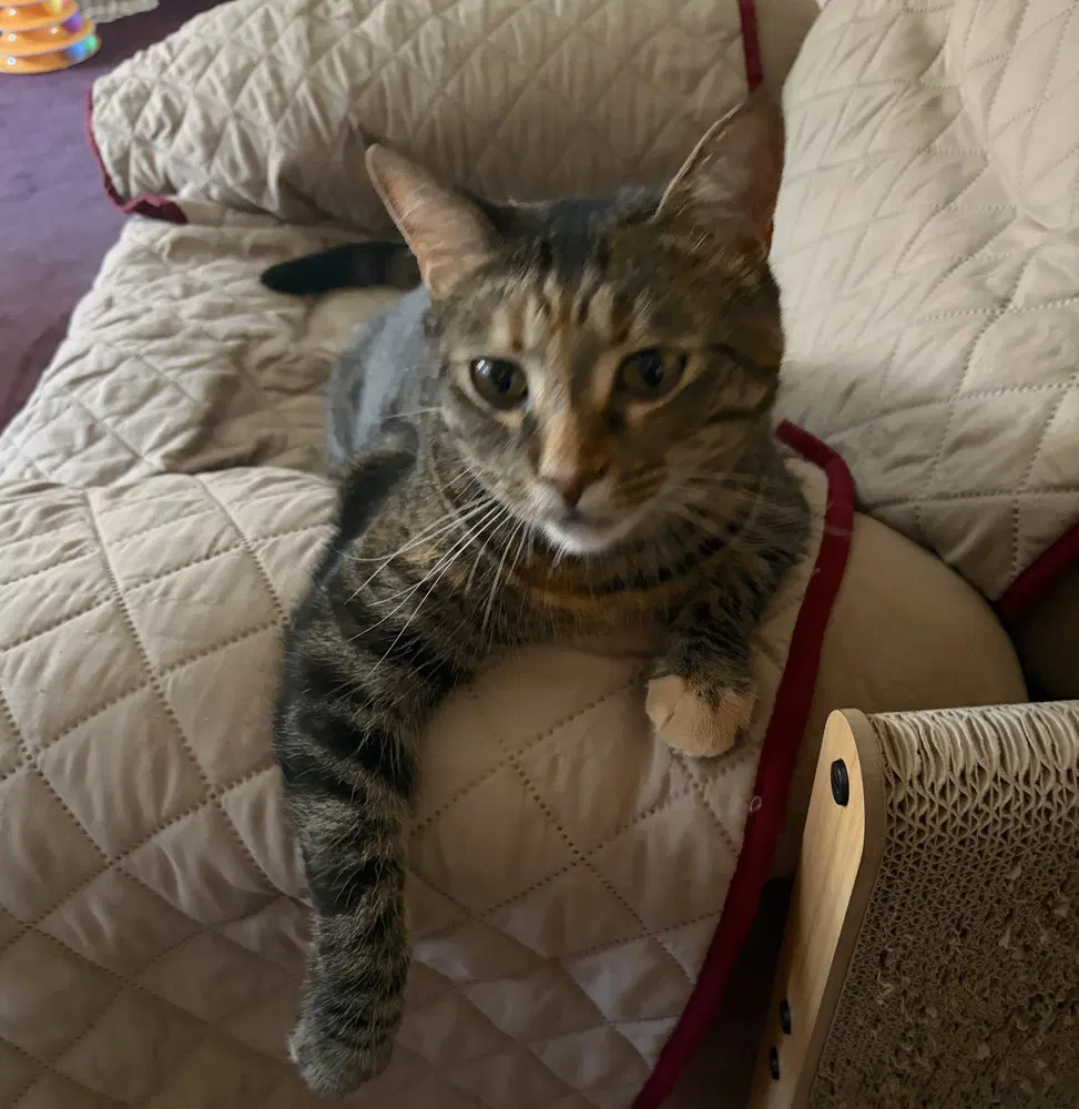 Simba image 4