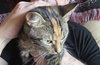 Tinkerbell - Photo 3