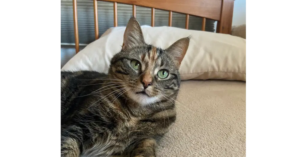 Tinkerbell - Domestic Short Hair