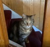 Tinkerbell - Photo 2