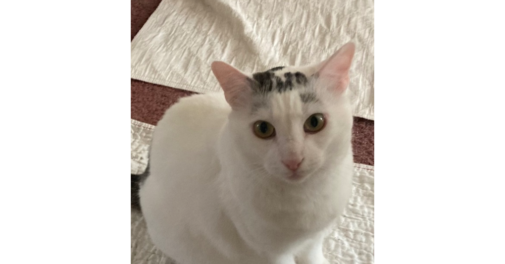 Eli