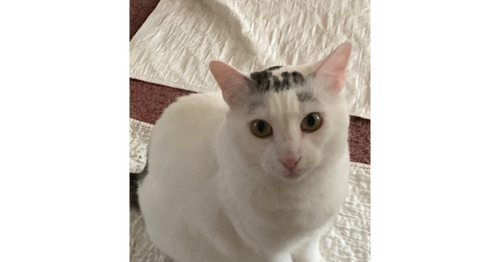 ELI - Domestic Short Hair available for adoption