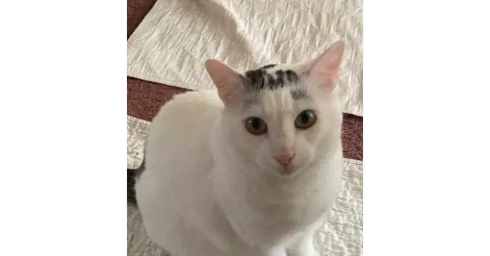 Eli image 2