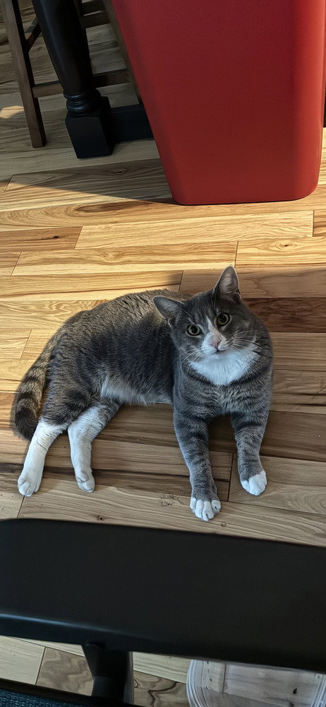 picture of the cat needing adoption