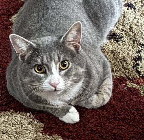 SMOKEY - Domestic Short Hair for adoption in Richmond