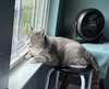 Smokey - Photo 2