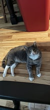 Smokey - Photo 3