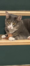 Smokey - Photo 4