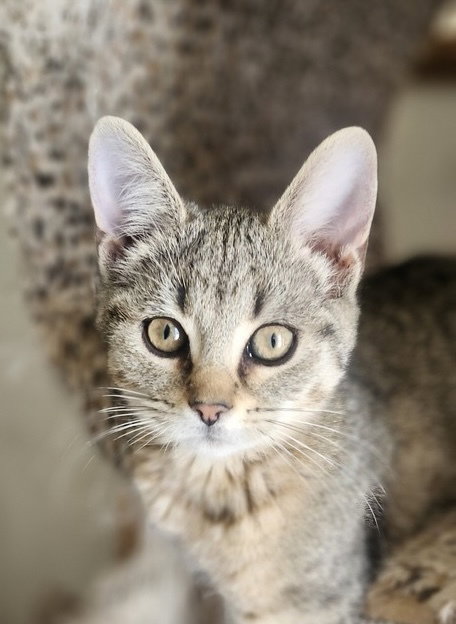 Colette, an adoptable Domestic Short Hair in Henrico, VA