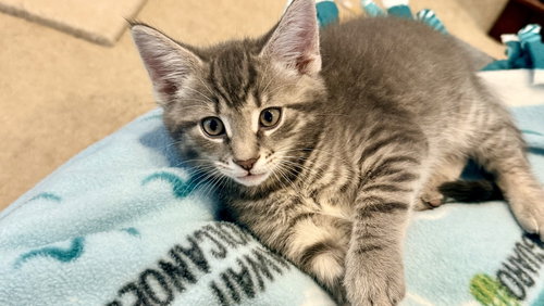 Lolly, an adoptable Domestic Short Hair in Henrico, VA