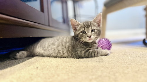Theo, an adoptable Domestic Short Hair in Henrico, VA