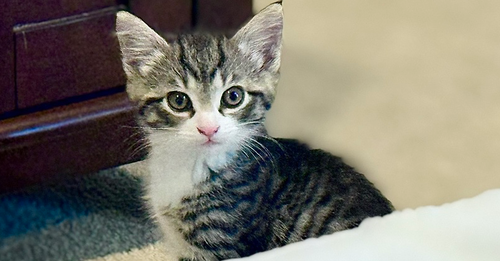 Lala, an adoptable Domestic Short Hair in Henrico, VA