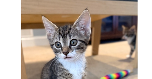 Lola, an adoptable Domestic Short Hair in Henrico, VA