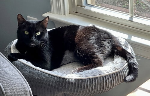 Nina, an adoptable Domestic Short Hair in Henrico, VA