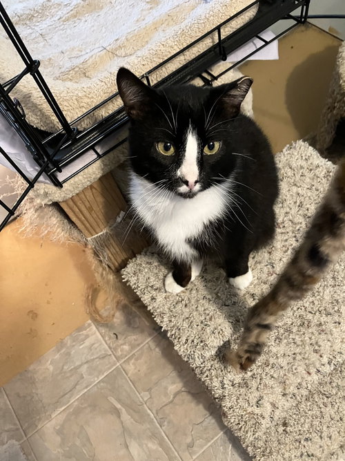 Artemis, an adoptable Domestic Short Hair in Henrico, VA